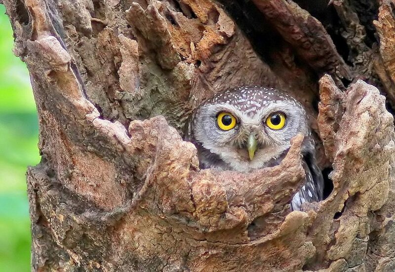Spotted Owlet in Tree