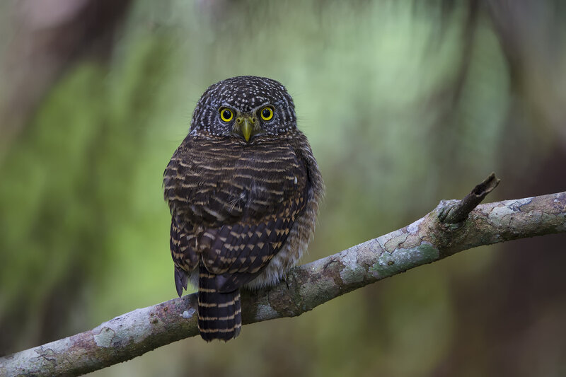 Spotted Owlet on Branch — Brown, Alert