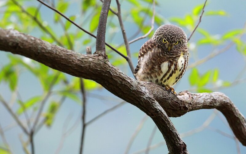 Spotted Owlet on Branch — Brown