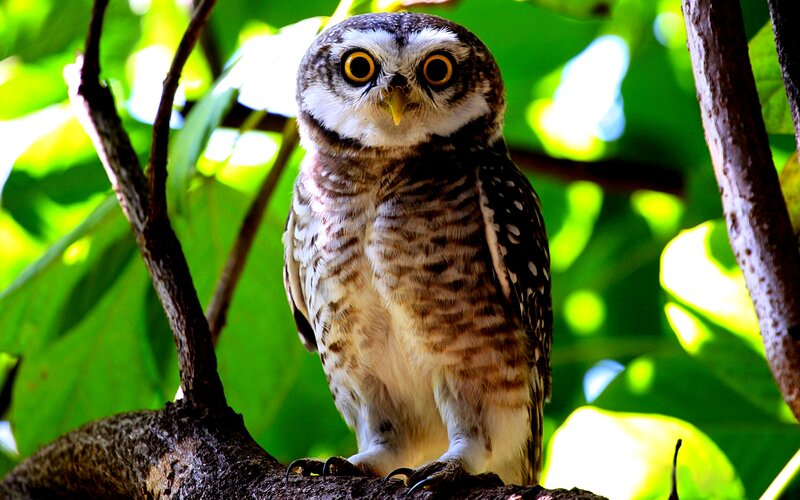 Spotted Owlet on Branch
