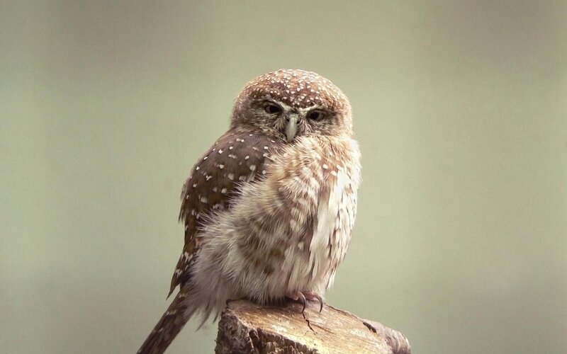Spotted Owlet Perched