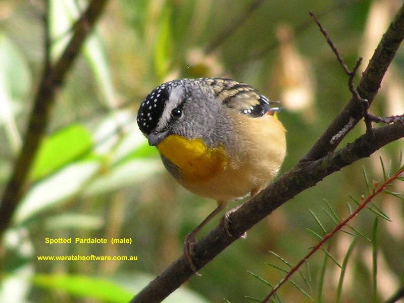 Spotted Pardalote Bird