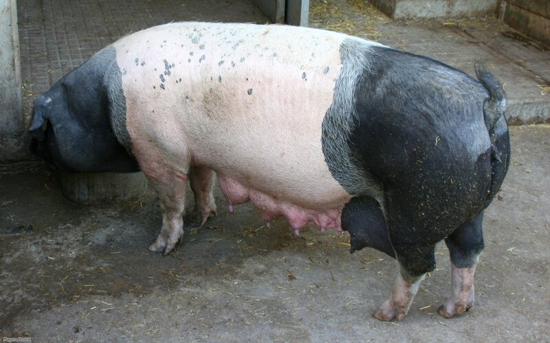 spotted pig in a barn