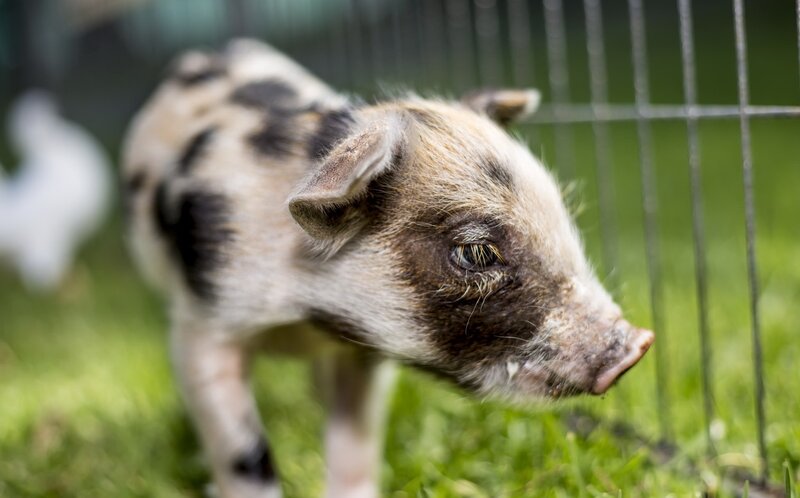 Spotted Piglet in Grass