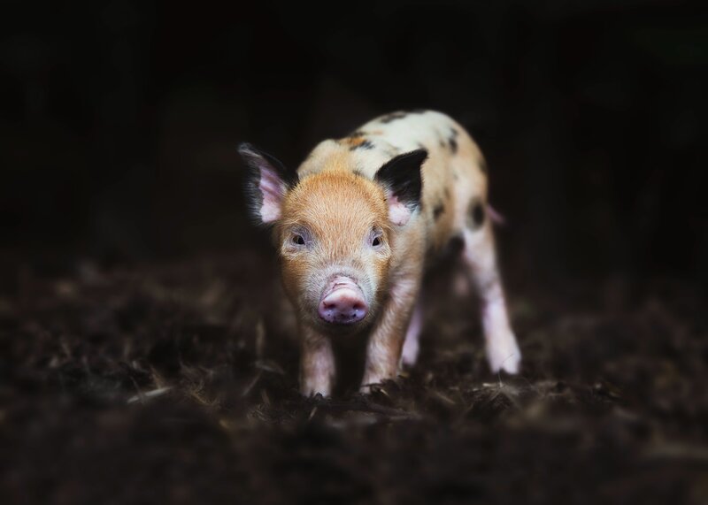 Spotted Piglet Standing