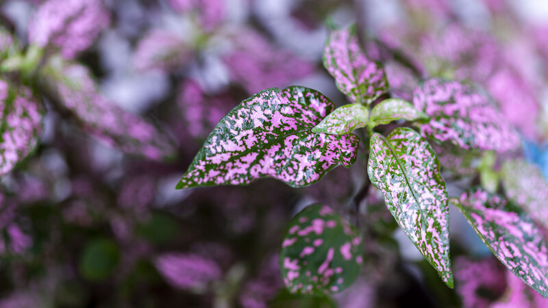 Spotted Pink and Green Leaves — Calm