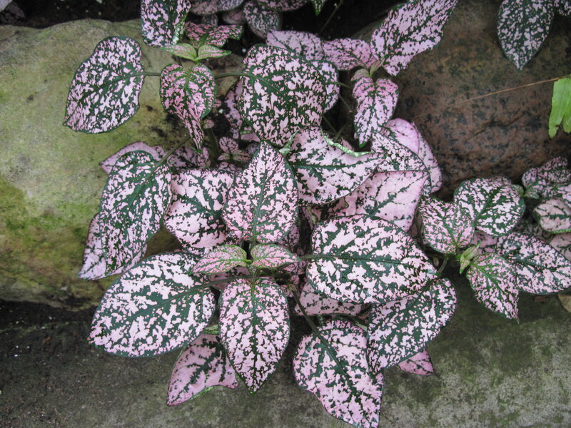 Spotted Pink and Green Leaves