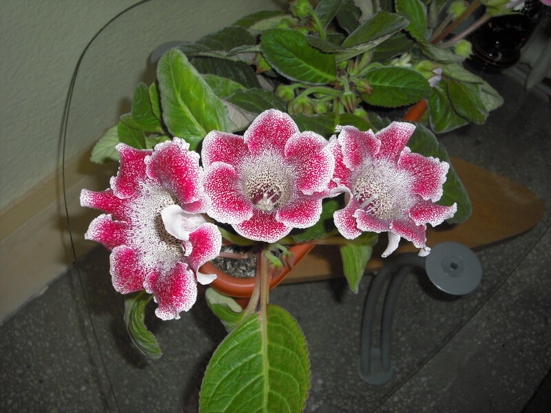 spotted pink flowers in pot