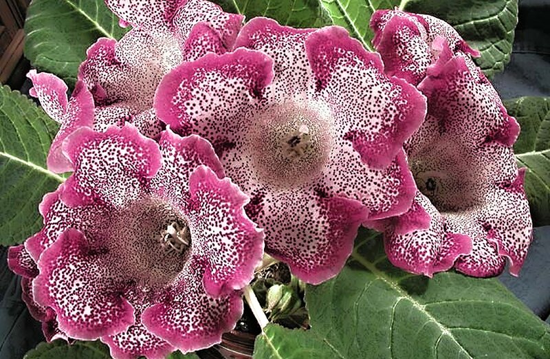Spotted Pink Flowers