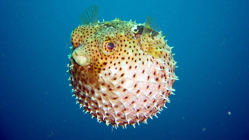 Spotted Puffer Fish — Blue, Calm, Photograph