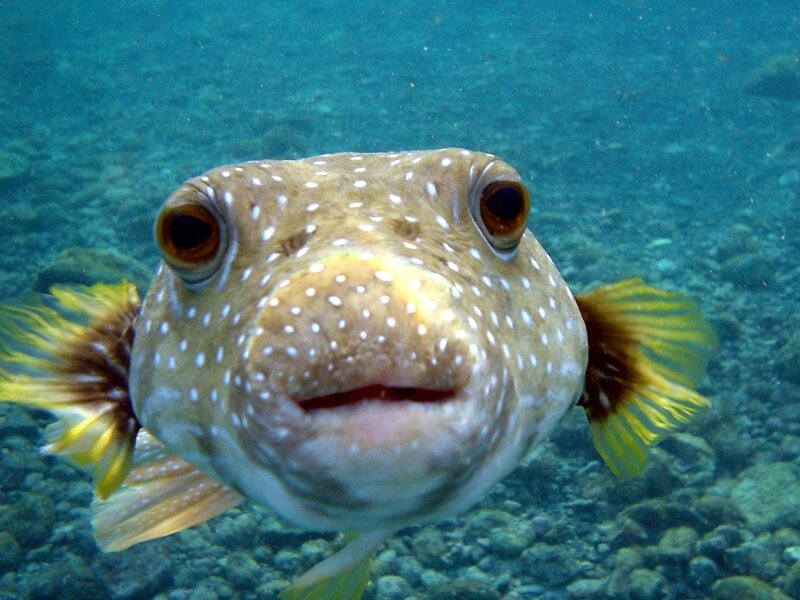 Spotted Puffer Fish — Blue, Calm, Photograph, Underwater