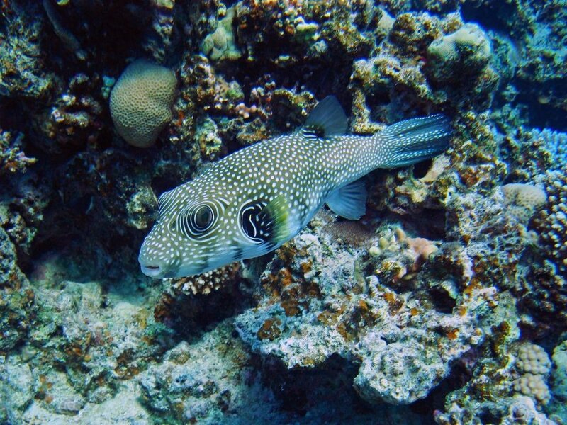 Spotted Puffer Fish — Blue