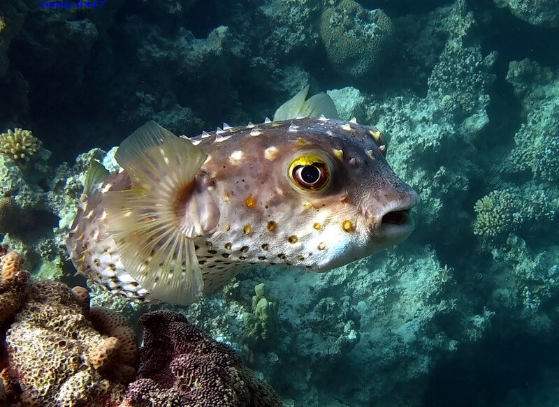 Spotted Puffer Fish — Brown