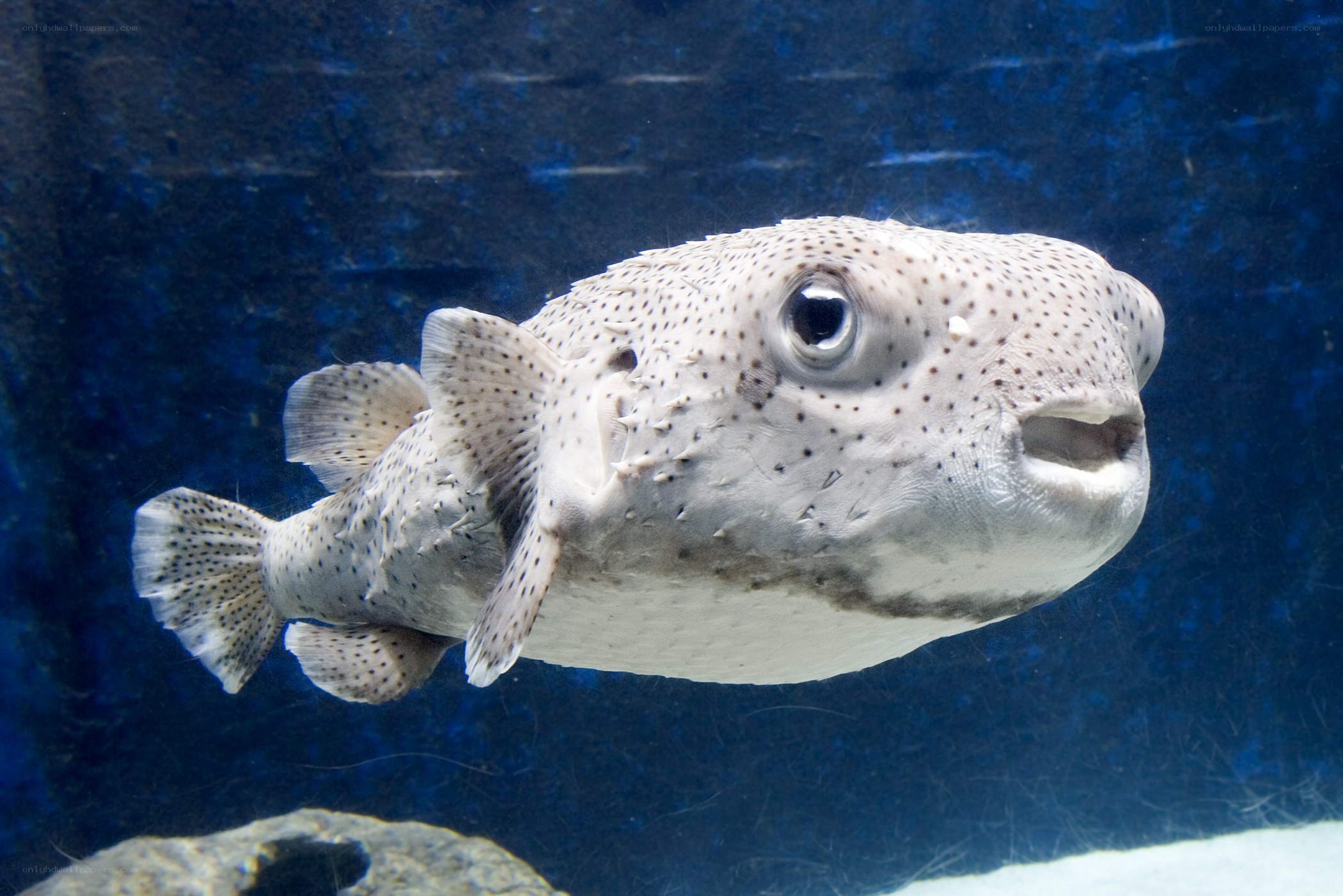 spotted puffer fish in aquarium