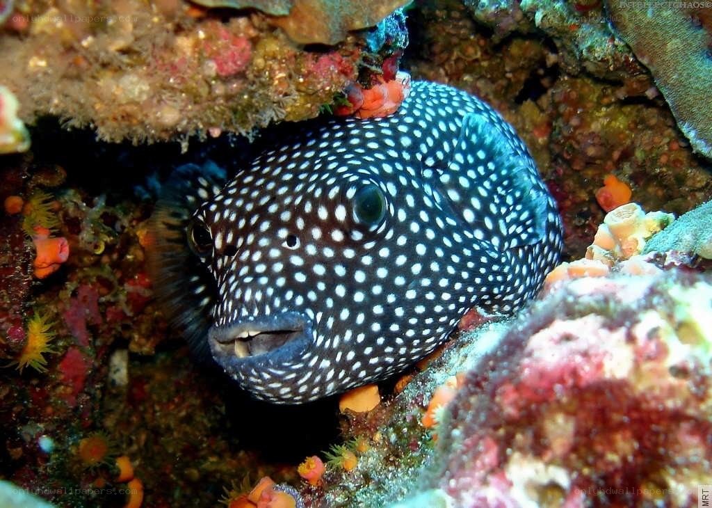 spotted puffer fish in coral