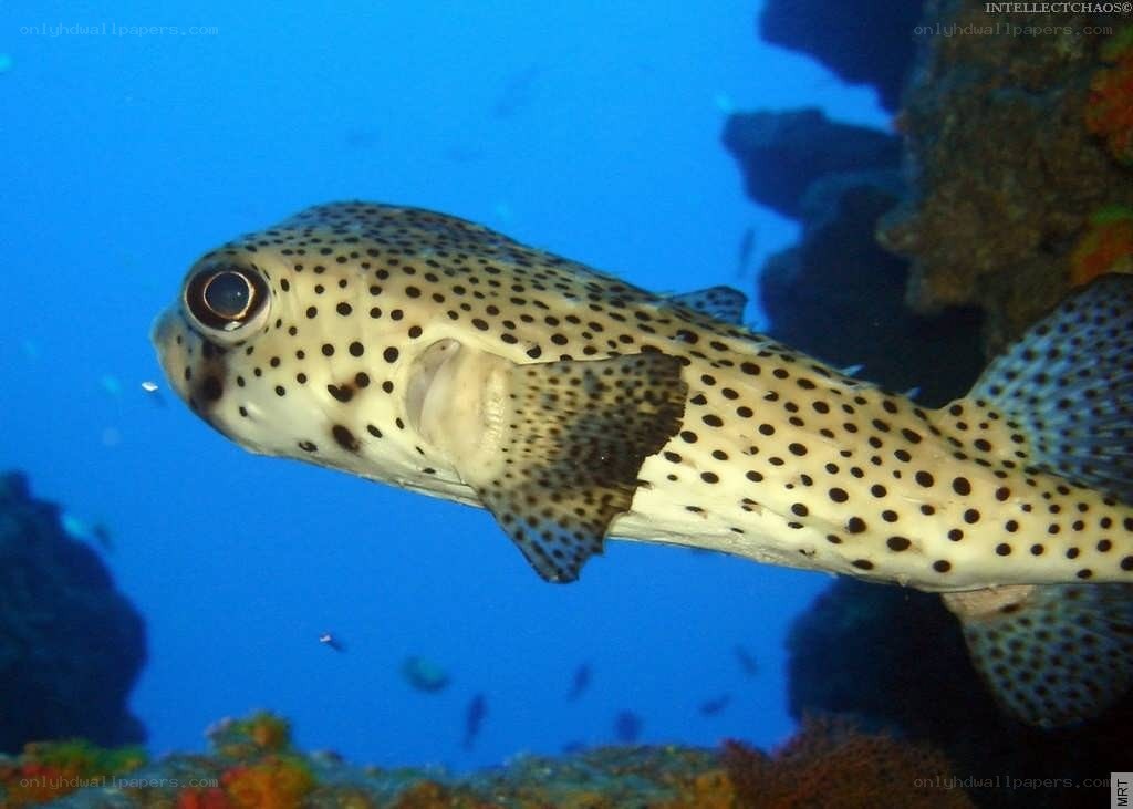 spotted puffer fish in coral reef