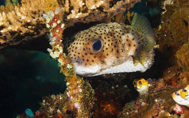 spotted puffer fish in coral
