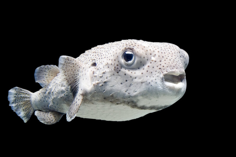 spotted puffer fish