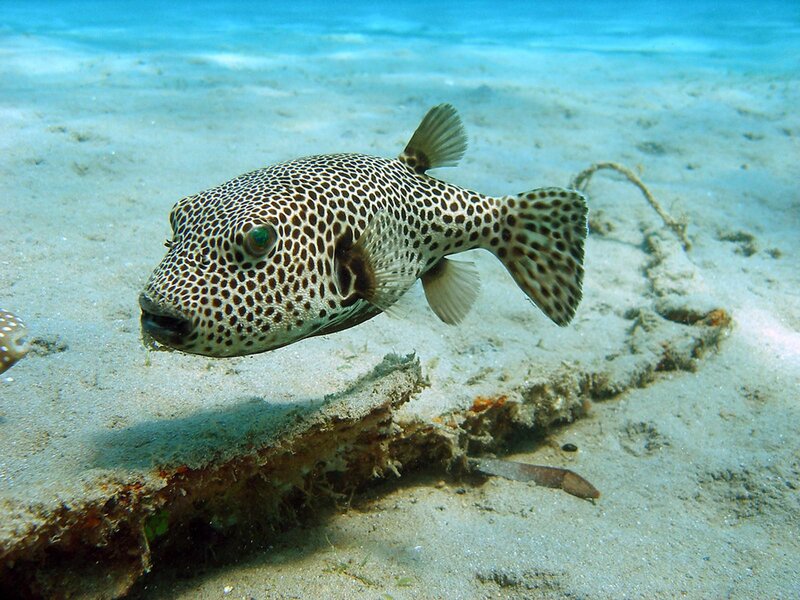 spotted puffer fish underwater