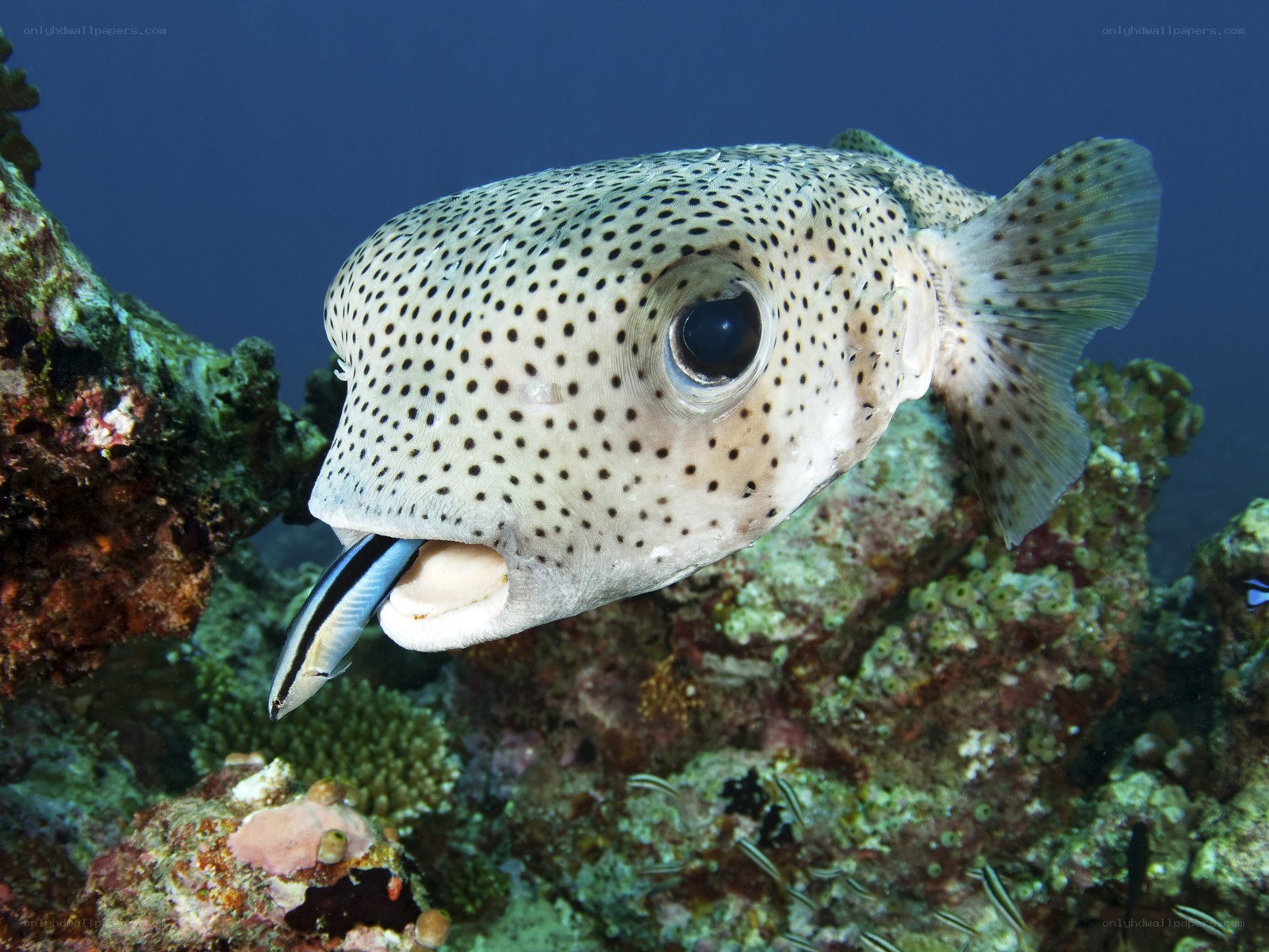 Spotted puffer fish with cleaner wrasse
