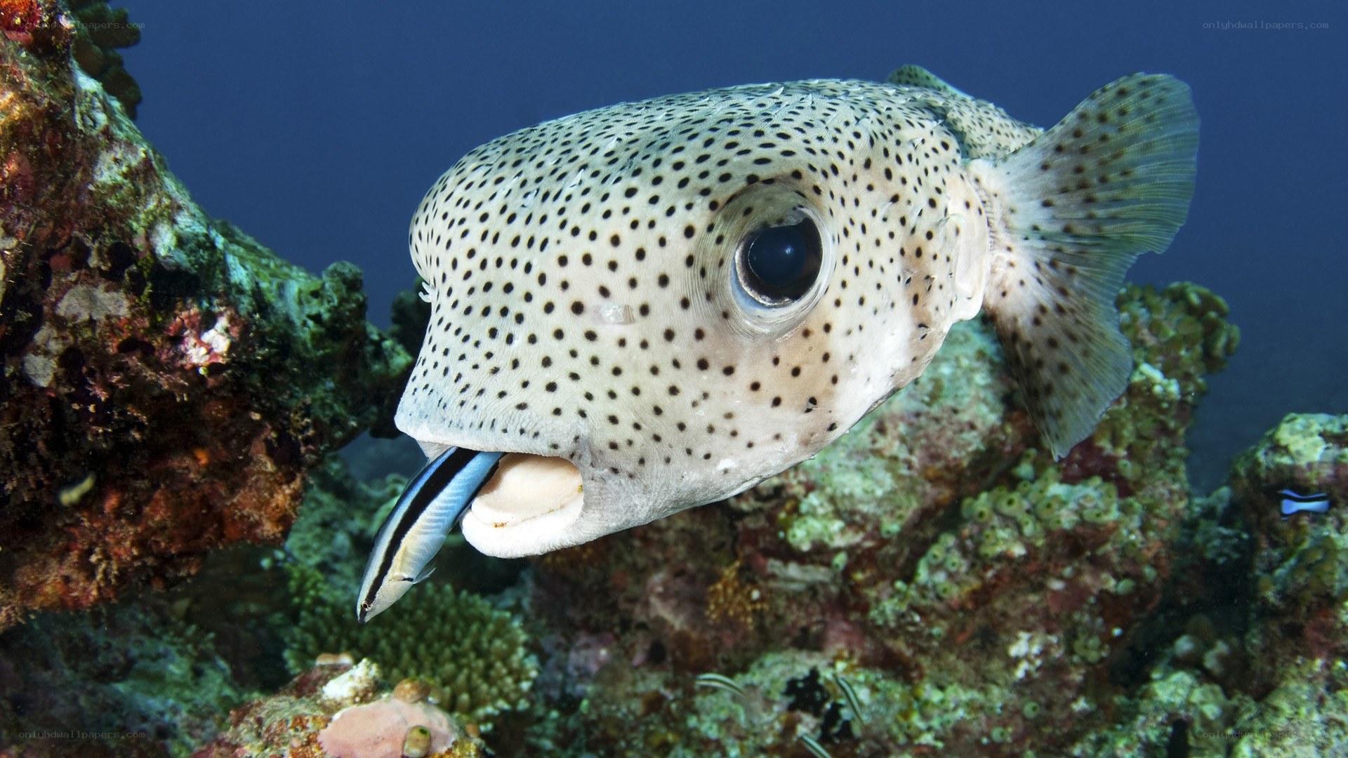 spotted puffer fish with cleaner wrasse