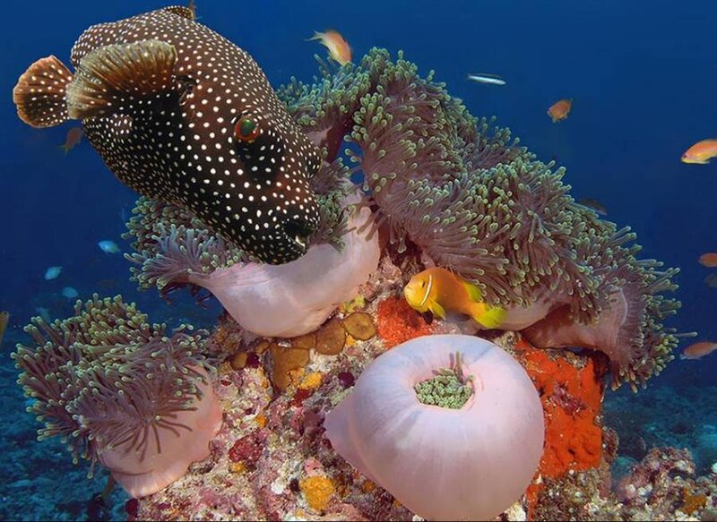Spotted pufferfish near sea anemones