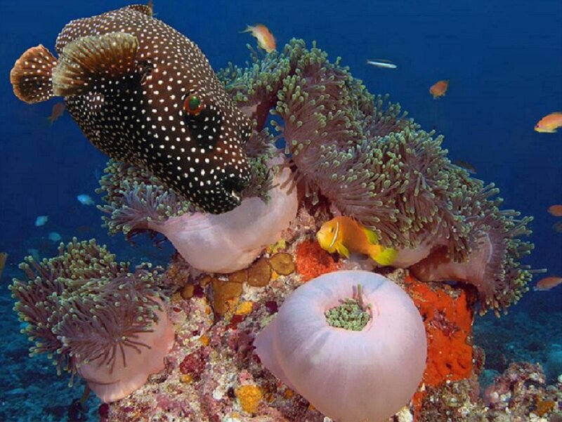 Spotted Pufferfish on Coral — Blue