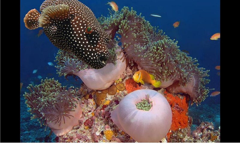 Spotted Pufferfish on Coral