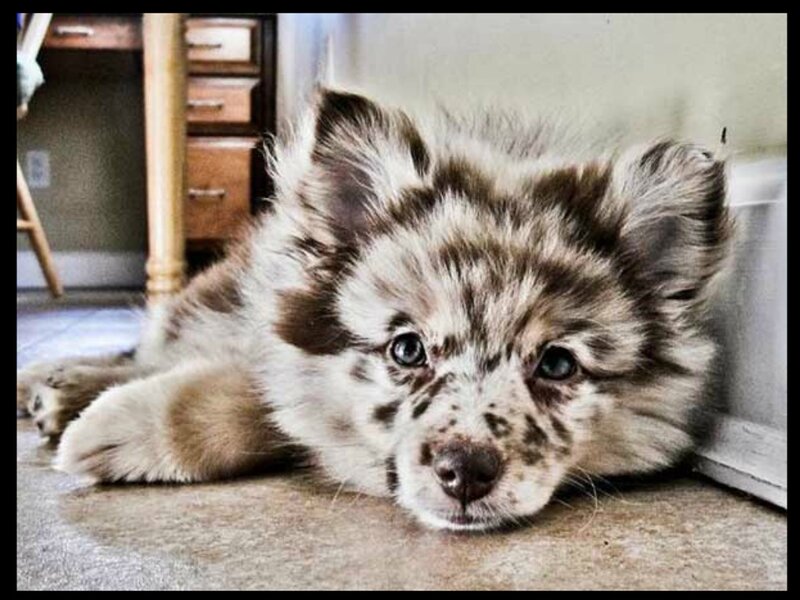 Spotted Puppy Lying Down