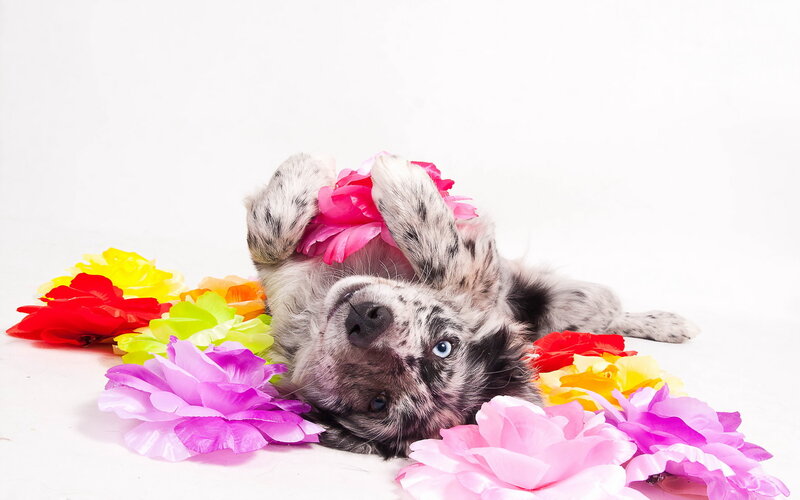 Spotted Puppy with Flowers
