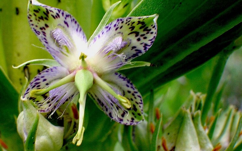 spotted purple flower
