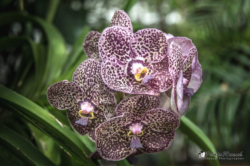 Spotted Purple Orchid