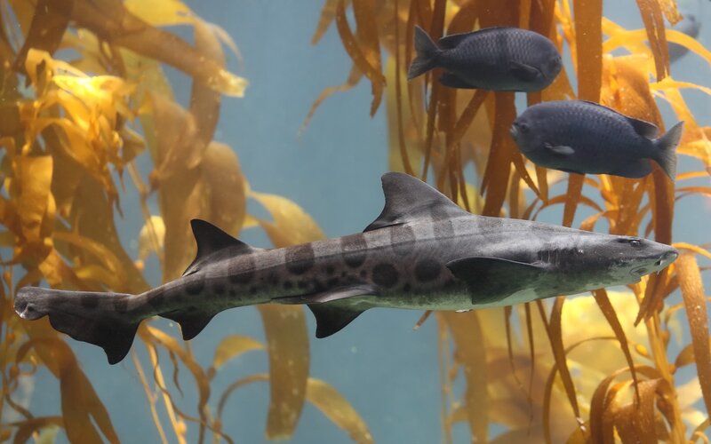 Spotted Ragged-tooth Shark