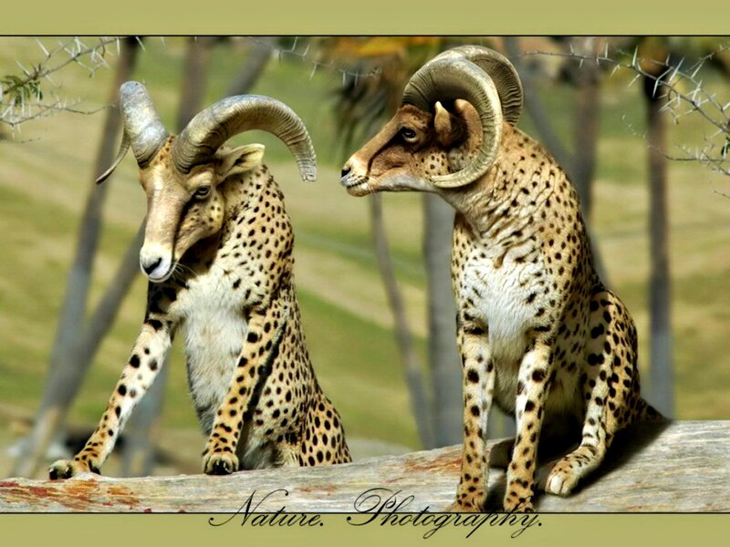 Spotted Ram with Horns