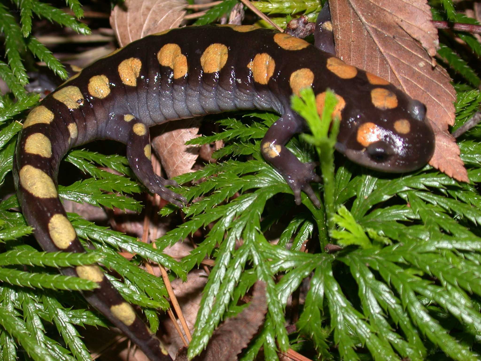 spotted salamander on foliage