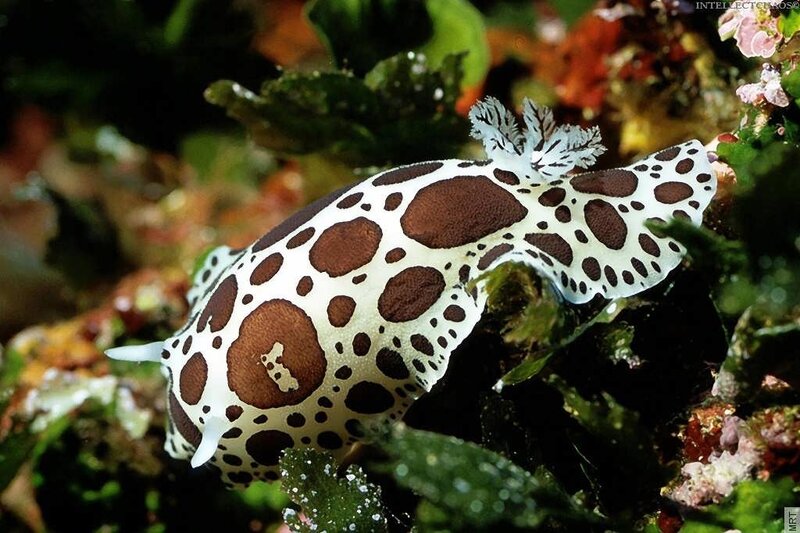 spotted sea slug on coral reef