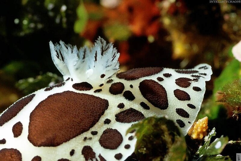 spotted sea slug with white frills