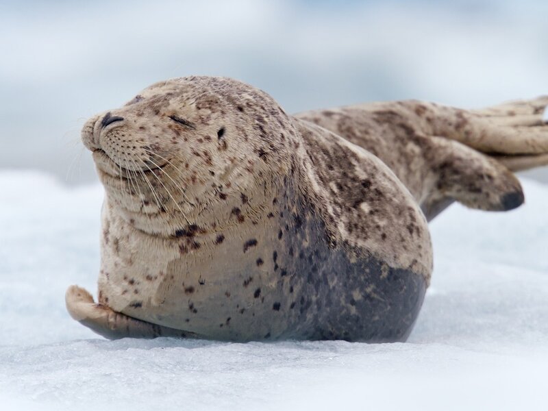 Spotted Seal on Ice