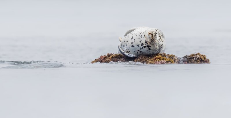 Spotted Seal on Rock