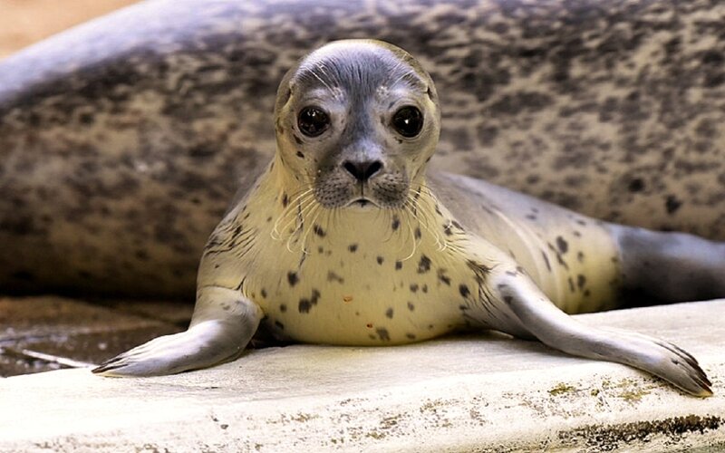 Spotted Seal Pup