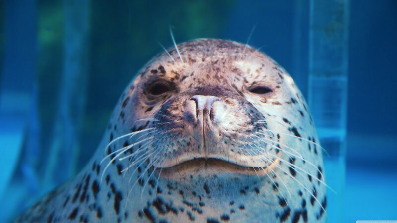 Spotted Seal Underwater