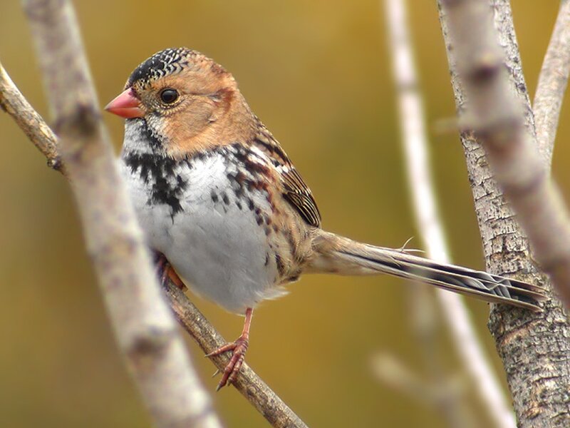 Spotted Sparrow Perched
