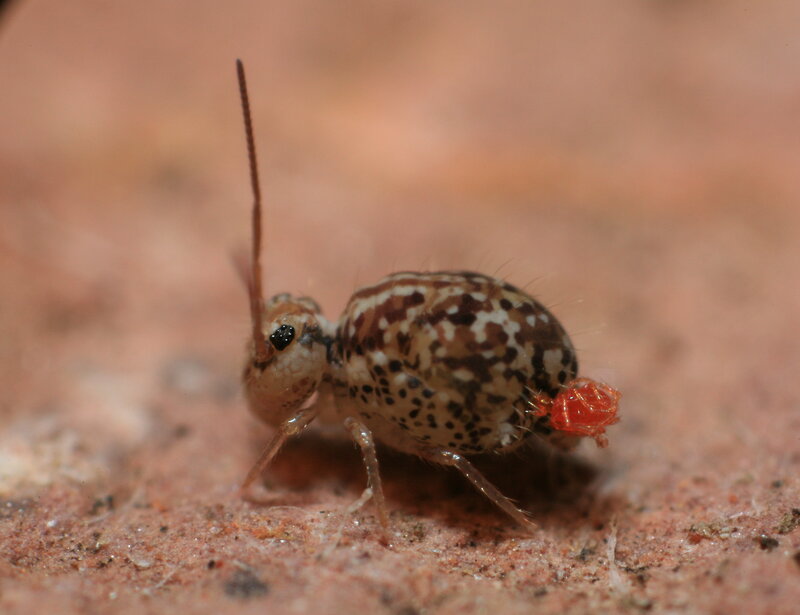 spotted springtail insect