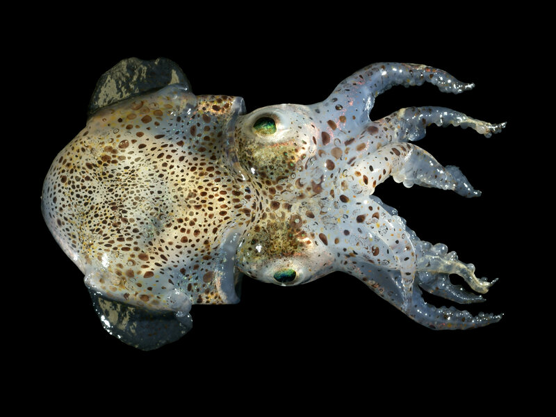 Spotted squid on black background