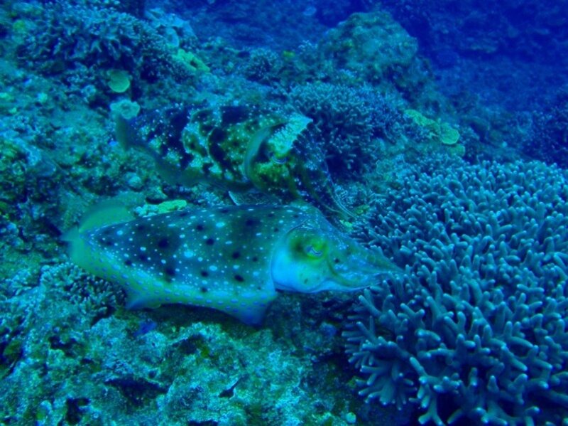 Spotted Squid on Coral