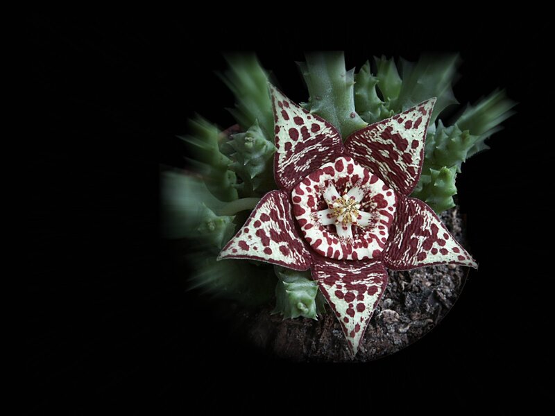 spotted star-shaped flower