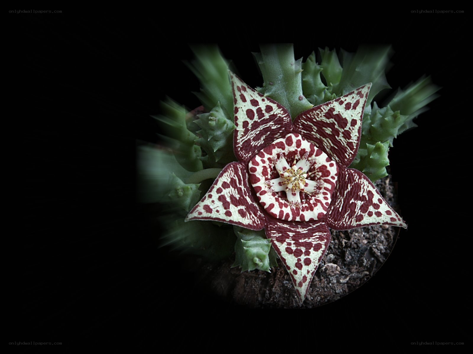 spotted star-shaped flower