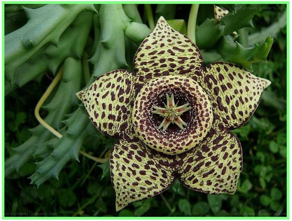 spotted star-shaped flower