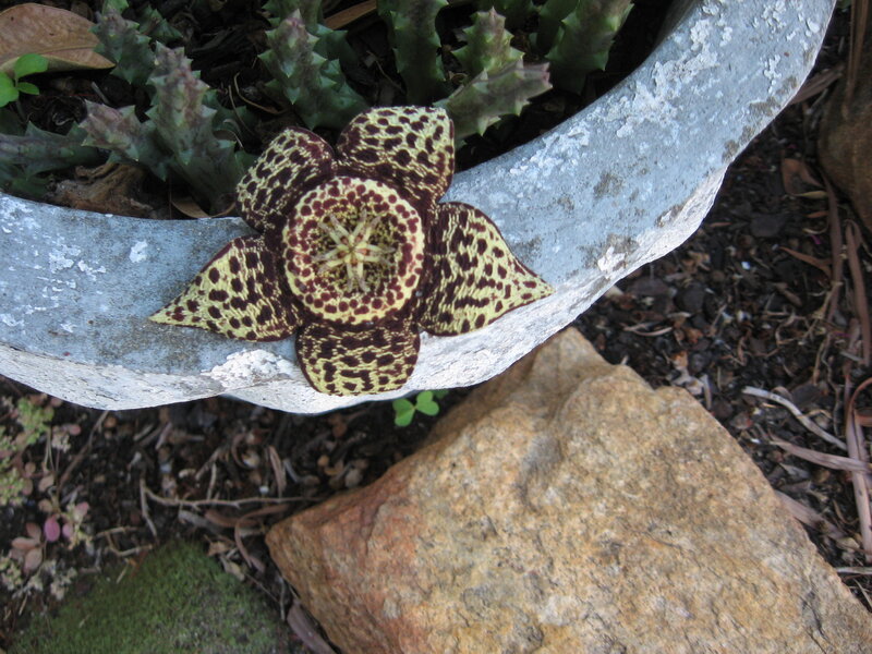 Spotted Star-shaped Flower — Green