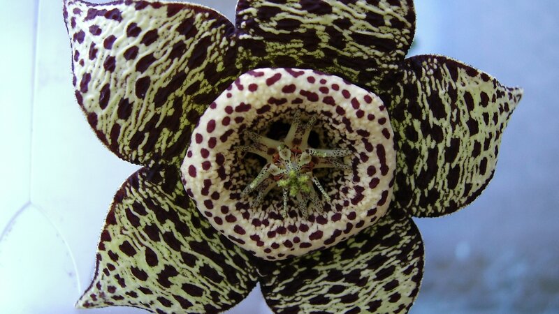 spotted star-shaped flower